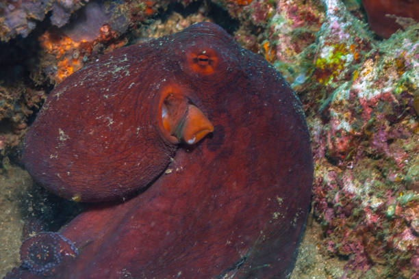 istock Octopus on Coral reef South Pacific 1189828787