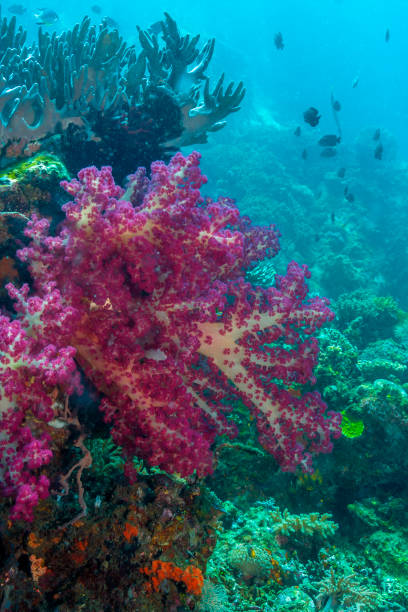 istock Coral reef South Pacific 1189829136