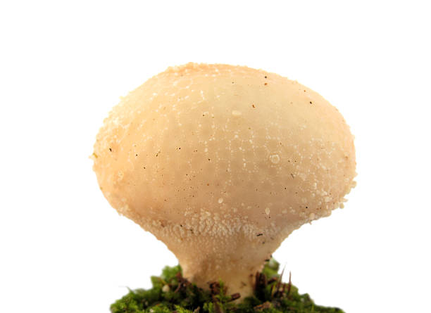 말불버섯 lycoperdon perlatum 흰색 - 일반 퍼프볼 뉴스 사진 이미지