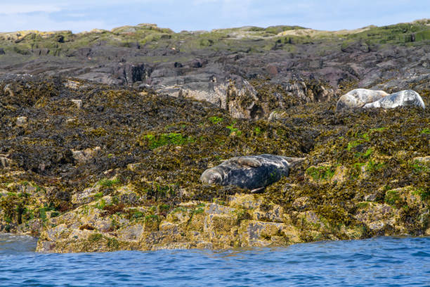 istock Seals on the shore in The Farne Islands 1189830578