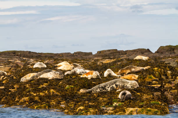 istock Seals on the shore in The Farne Islands 1189831200