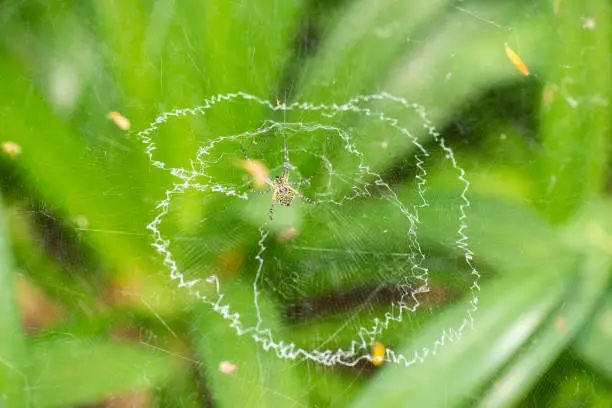 Closeup of a Saint Johns Cross Spider and web