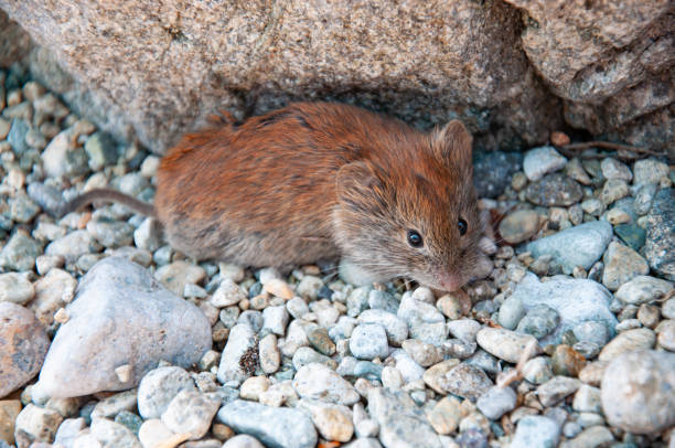istock A field mouse sits on stones in natural environments. Close-ups 1189831844