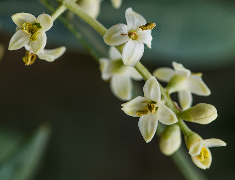 the flower of the olive tree is very small but beautiful when seen in closeup.