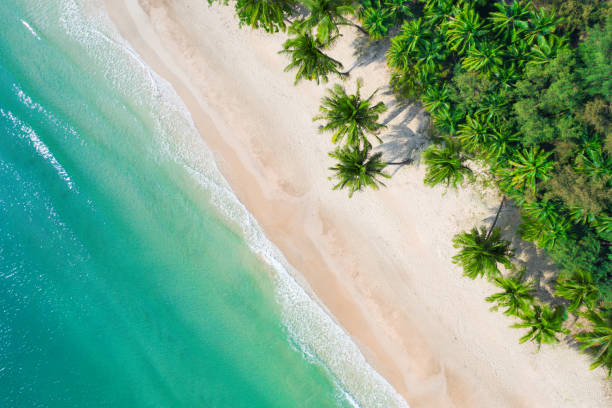 istock Aerial view beach with coconat palm trees and beautiful blue sea 1189835176