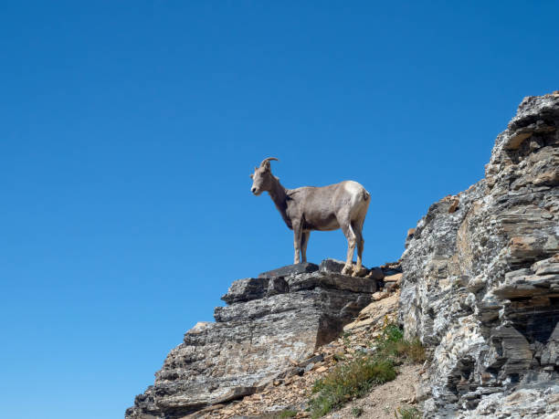 istock Wildlife on the Trail 1189837445