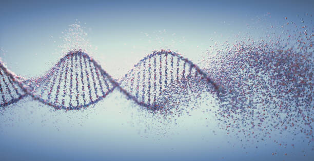 酸化dna損傷遺伝性疾患分子構造 - 染色体 ストックフォトと画像