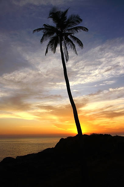 istock silhouette of coconut palm under dramatic sunset sky 118983998