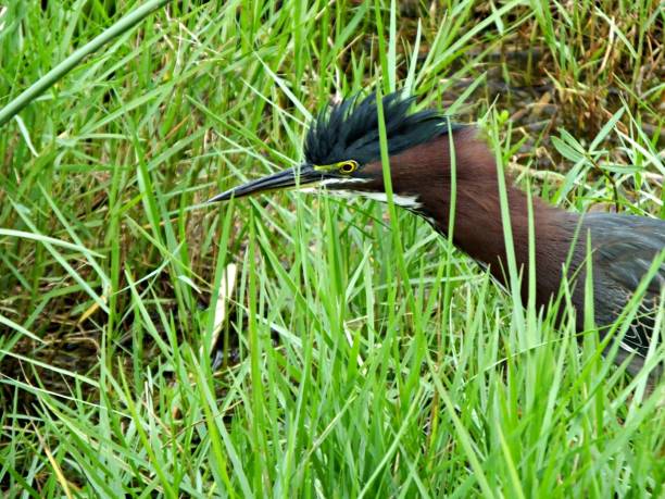 istock Green Heron (Butorides virescens) with raised crest in the Florida wetlands 1189840366