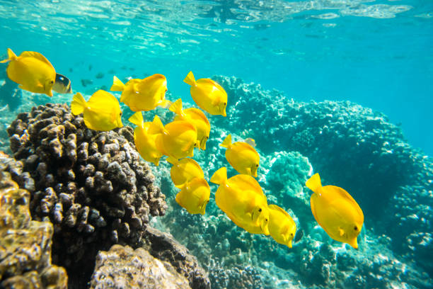 Underwater Paradise A group of yellow tangs fish swimming in the crystal clear water, Big Island, Hawaii acanthuridae photos stock pictures, royalty-free photos & images