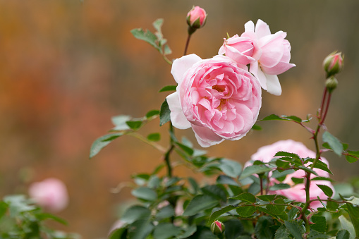 Pink peony and bud from above