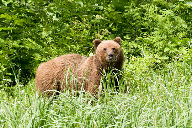 Alaskan Brown Bear or Grizzly in sedge grass stock photo