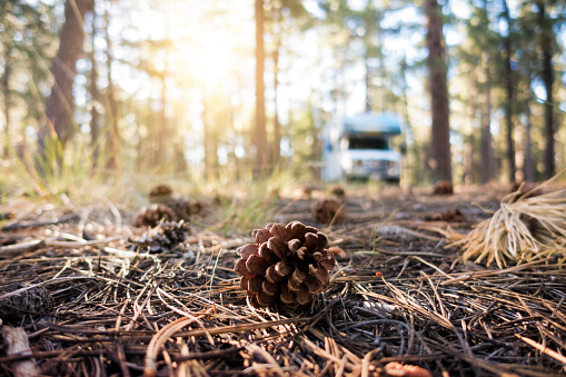 Motor Home Park in the Wilderness Area with Pine Cones in the Foreground During Sunrise.