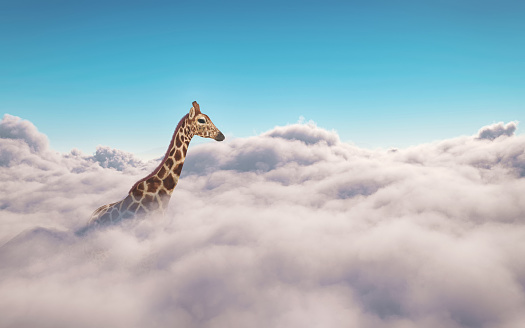 Giraffe above clouds . This is a 3d illustration