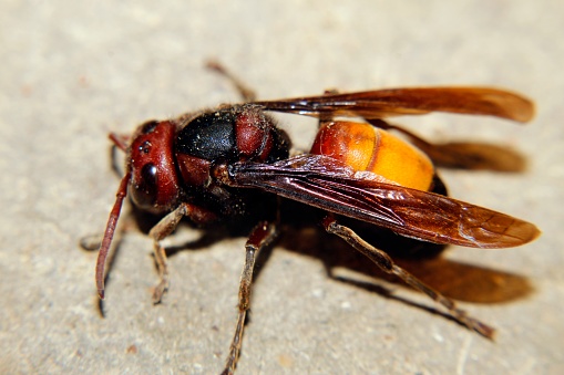 close up macro of a wasp or hornet.