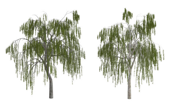 par de árboles verdes aislados en blanco, renderizado 3d. - willow tree weeping willow tree isolated fotografías e imágenes de stock