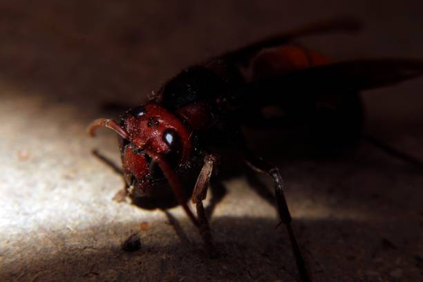 close up macro of a wasp or hornet.
