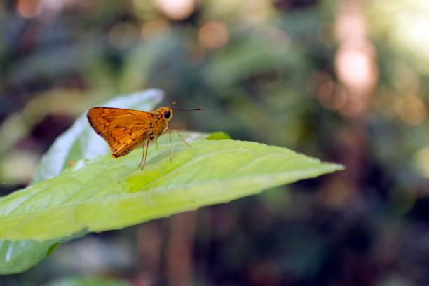 istock Large skipper butterfly on green leaf. 1189862244