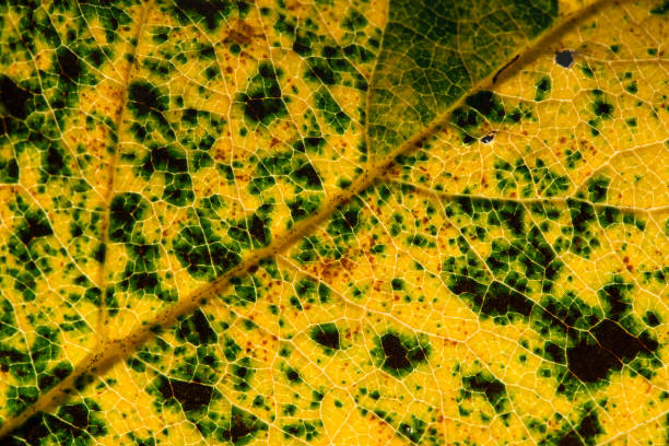 istock Close up of colorful autumnal leaf - selective focus, copy space 1189862639
