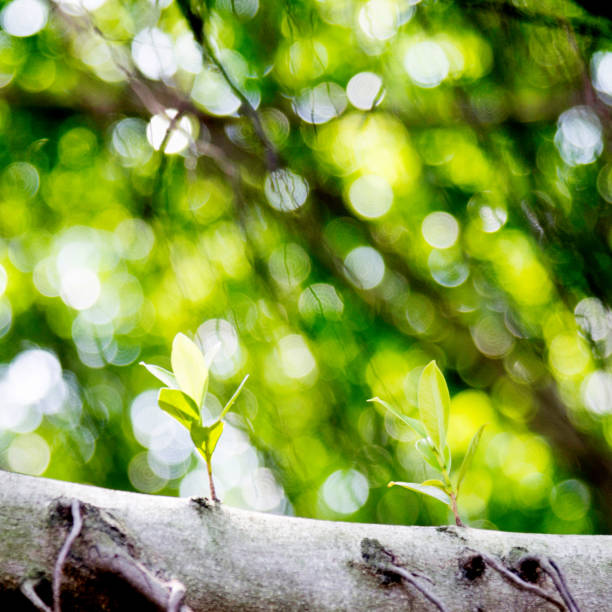 Green leaves growing on tree trunk.