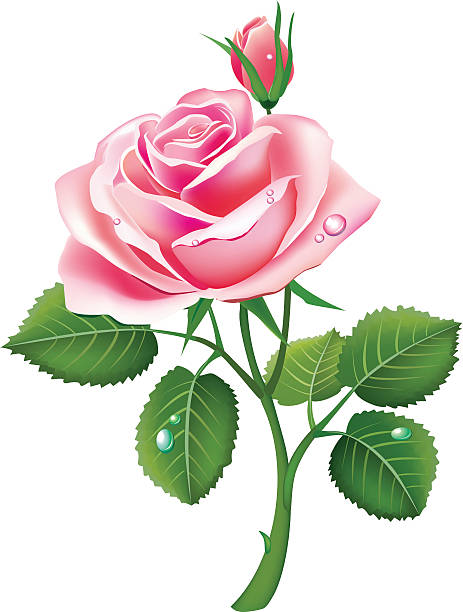 single pink rose with petals vector art illustration