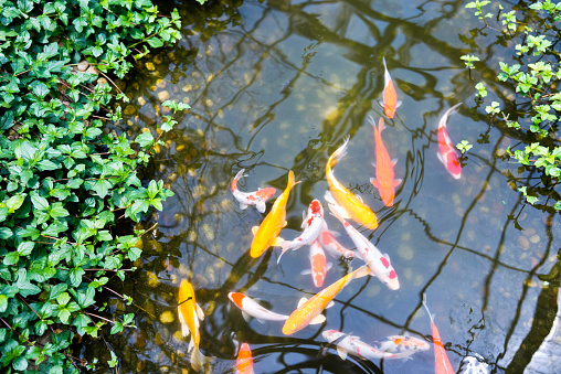 Close up of koi fish in the pond.