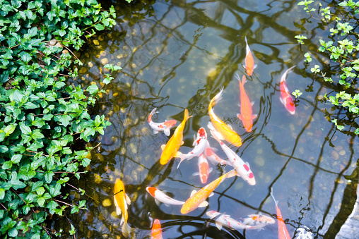 Wild common carp (Cyprinus carpio). Wild life animal.