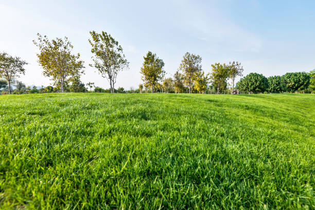 istock Green field and trees in public park 1189871011
