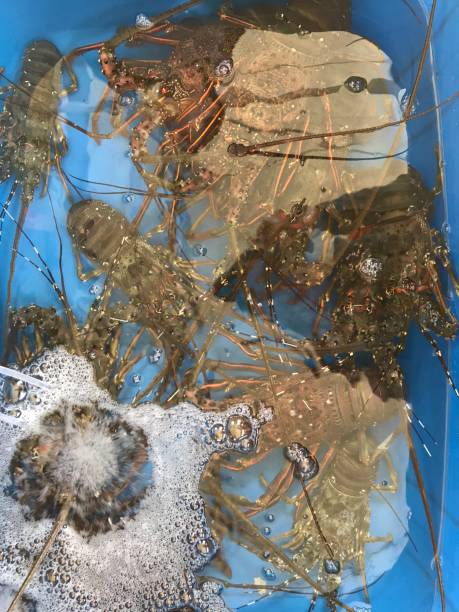 istock live lobster for consumption 1189871107