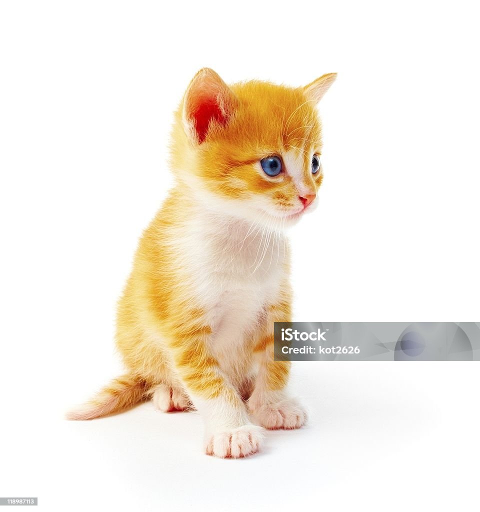 キトン - 子猫のロイヤリティフリーストックフォト