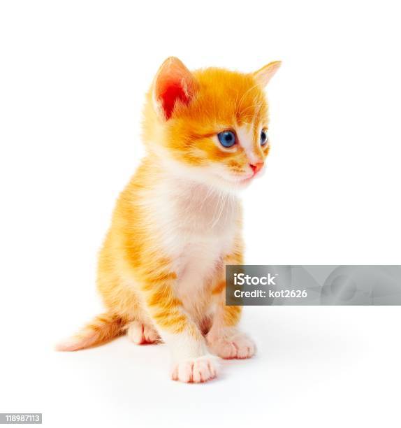 Filhote De Gato - Fotografias de stock e mais imagens de Cabelo Ruivo - Cabelo Ruivo, Gatinho, Animal