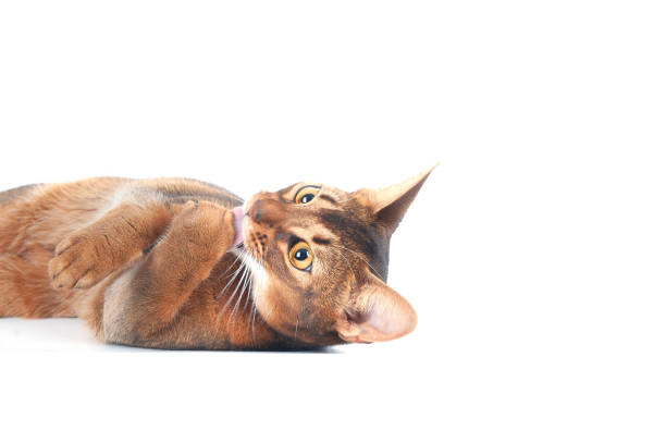 istock Chic abyssinian cat portrait isolated on white, space for text 1189872650
