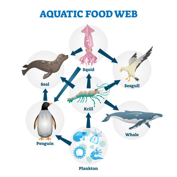 ilustrações de stock, clip art, desenhos animados e ícones de aquatic food web vector illustration. labeled educational water life scheme - underwater mine