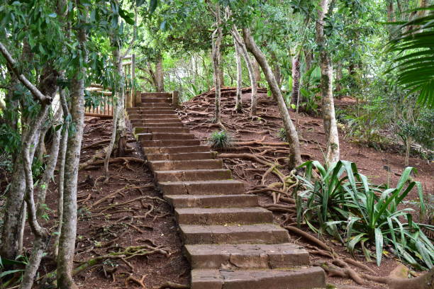 istock Old stone staircase in the tropical forest and surrounded by tree roots. 1189875428