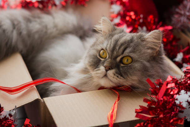 istock Fluffy cat in a box with decorations for the New year 1189875538