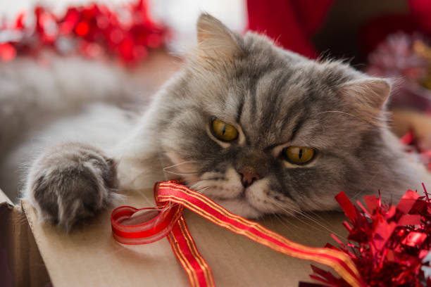 istock Fluffy cat in a box with decorations for the New year 1189875540