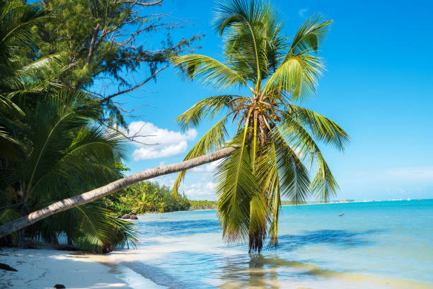 istock Curved beautiful palm tree above the water 1189876328