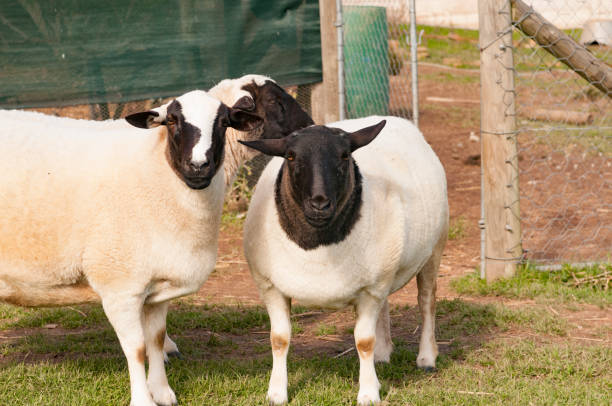 istock Dorper black headed sheep, one with stripe in middle of head, looking at camera 1189876393