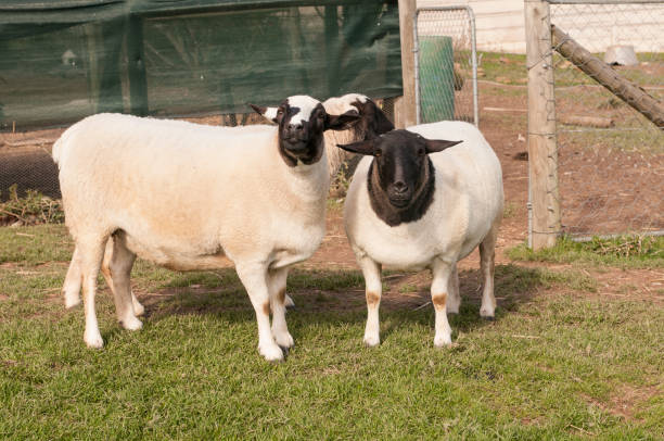 ovelhas de cabeça preta de dorper, uma com listra no meio da cabeça - fuzzy headed - fotografias e filmes do acervo