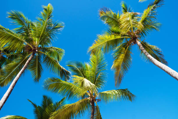 istock Big beautiful palm trees amid the sky 1189876425