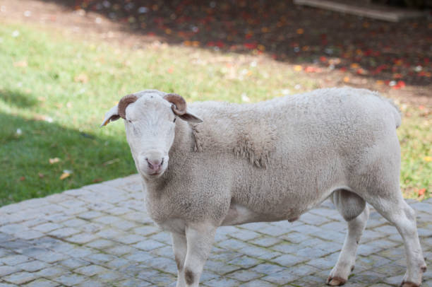sheep