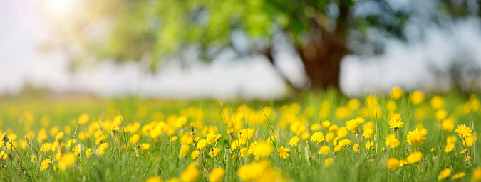 Field with yellow dandelions and blue sky