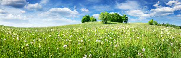 istock Field with dandelions and blue sky 1189878230