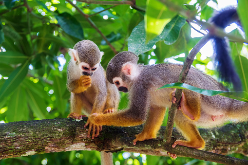 Beautiful little playful monkeys photographed in the park