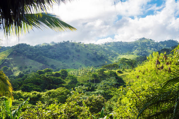 istock Beautiful green rainforests 1189878477