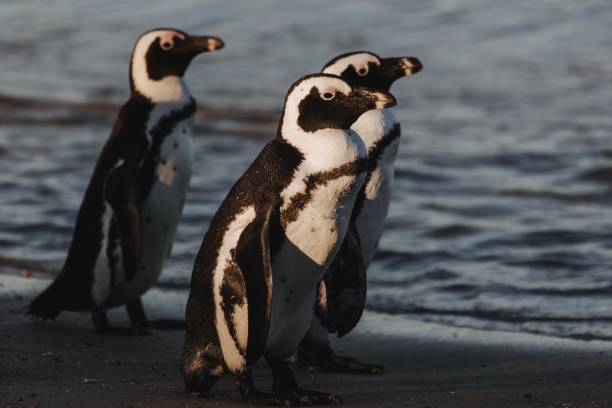 istock Penguin Colony in Southafrica 1189880416