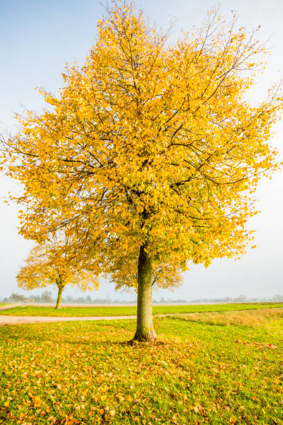 istock lime tree with golden leaves in autumn 1189880523