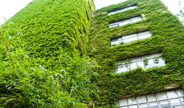 istock Green plants are growing on building walls 1189882612