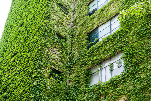 istock Green plants are growing on building walls 1189883345