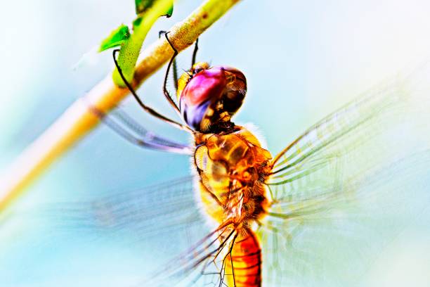 istock Dragonfly and transparent wings on branch. 1189884835